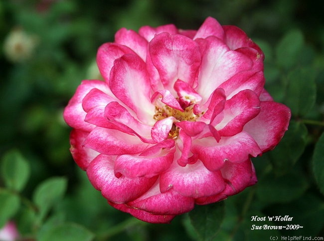 'Hoot 'n' Holler' rose photo