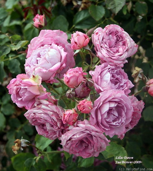 'Lilac Dawn' rose photo