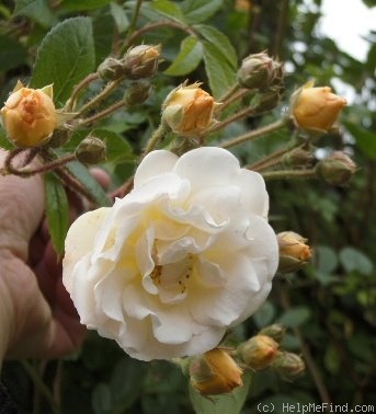 'Ghislaine de Féligonde' rose photo