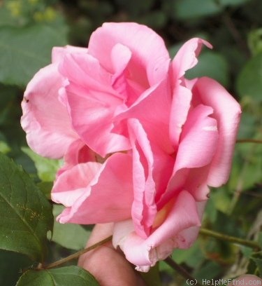 'Sénateur Amic' rose photo