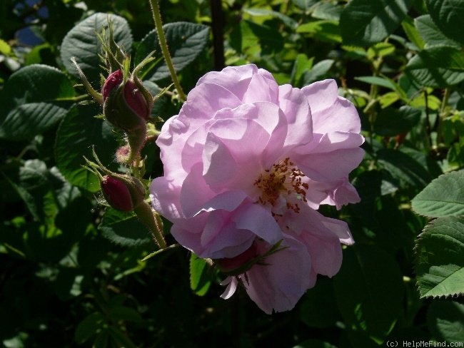 'R. damascena trigintipetala' rose photo