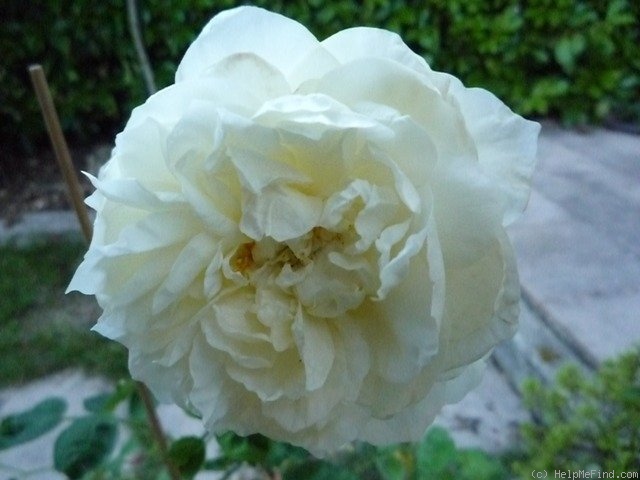 'Kronprinzessin Viktoria' rose photo