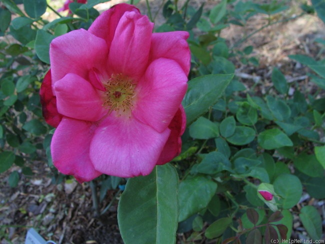 'Madame Antoine Rébé' rose photo