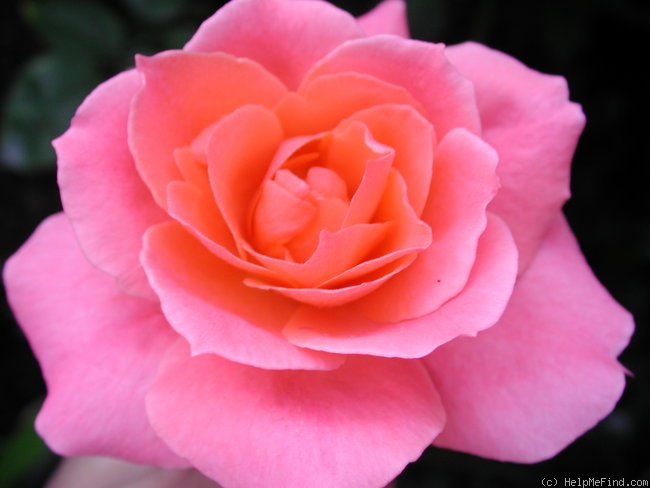 'Frontier Twirl' rose photo