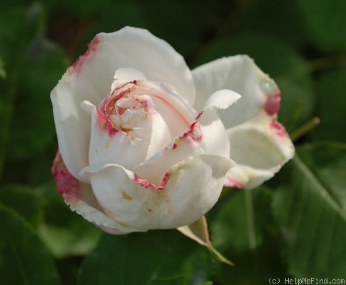 'Elisa Boëlle' rose photo