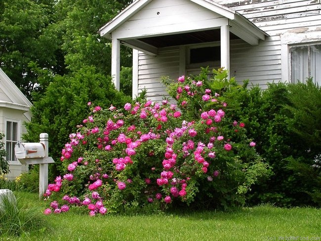 'Shailer's Provence' rose, click to enlarge 'Shailer's Provence' rose photo