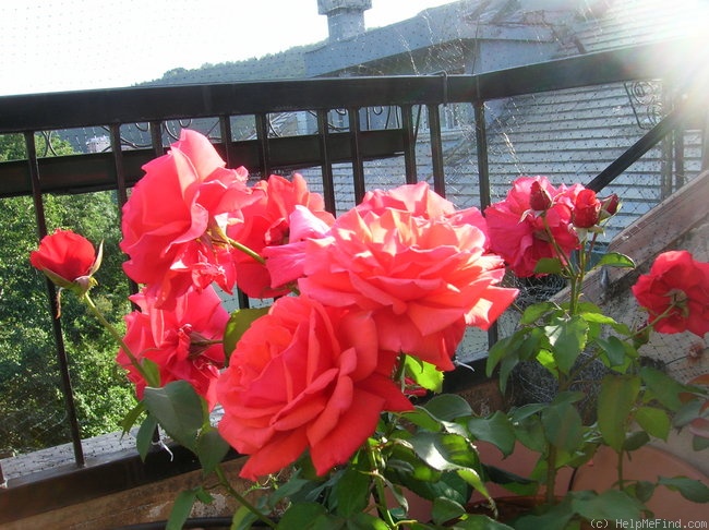 'Fragrant Cloud (hybrid tea, Tantau 1963)' rose, click to enlarge 'Fragrant Cloud (hybrid tea, Tantau 1963)' rose photo