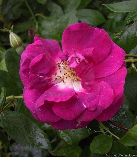 'Inermis Morletii' rose photo
