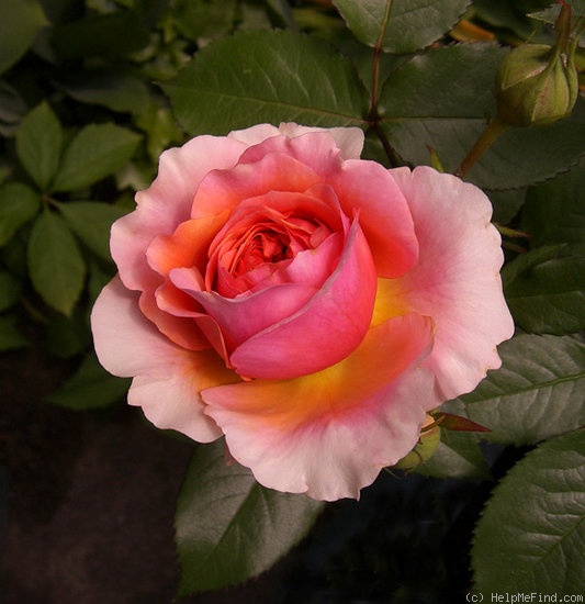 'Chippendale ®' rose photo