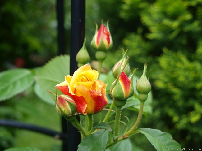 'Postillion ® (shrub, Kordes 1998)' rose photo
