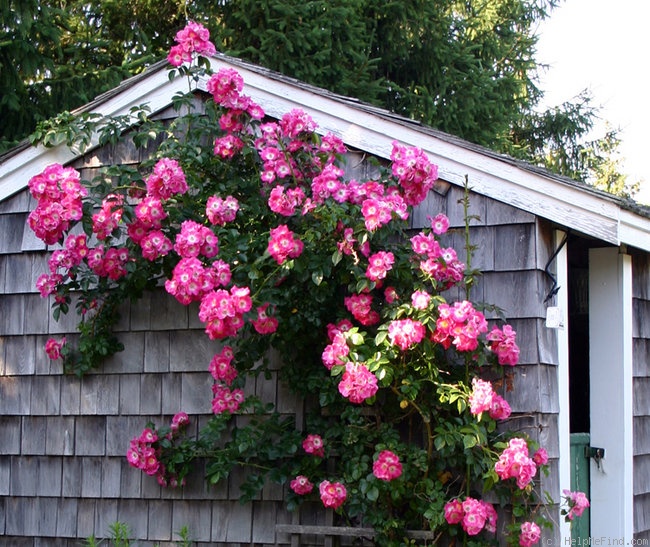 'American Pillar' rose photo