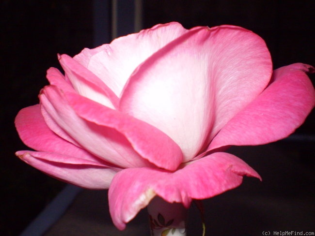 'Baronne de Rothschild ® (hybrid tea, Meilland, 1959/69)' rose photo