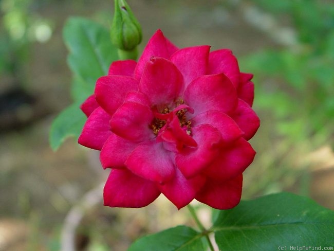 'Ruby ™ (miniature, Benardella 2001)' rose photo