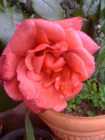 'Hot Cocoa ™ (Floribunda, Carruth, 2002)' rose photo