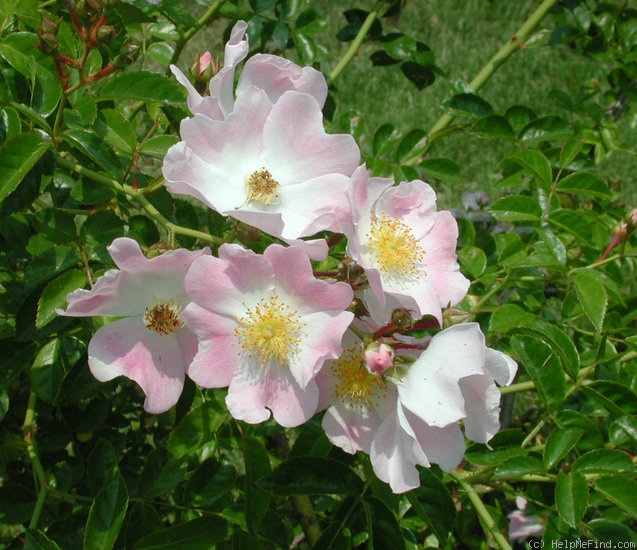 'Evangeline (hybrid wichurana, Walsh, 1906)' rose photo