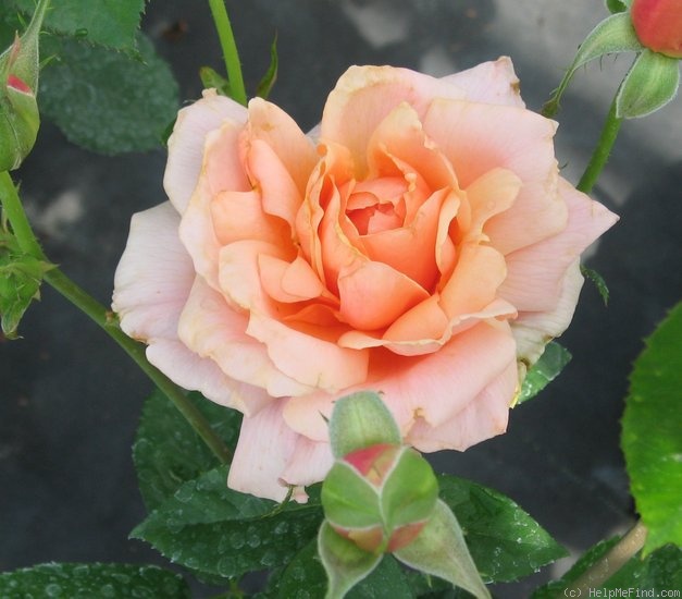 'Apricot Candy ™' rose photo