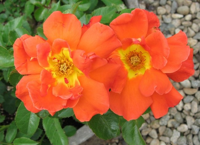 'Spanish Sunset ™' rose photo
