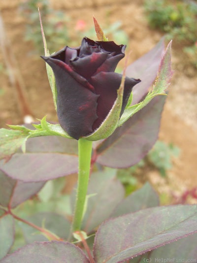 'Barkarole ® (hybrid tea, Evers 1988)' rose photo