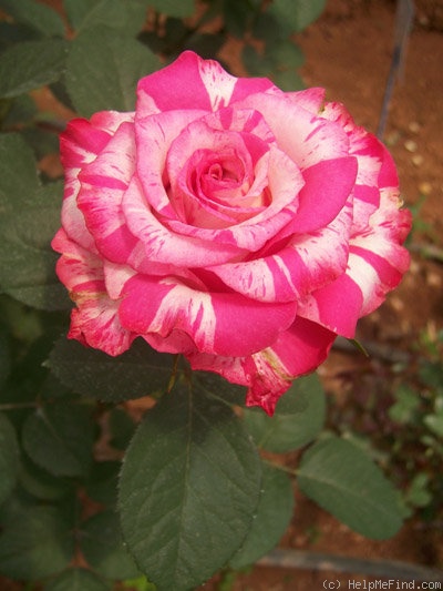 'N-Tertain' rose photo