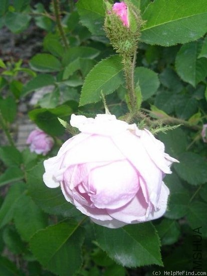 'Moss Provence' rose photo