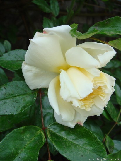 'Albéric Barbier (Rambler, Barbier, 1900)' rose, click to enlarge 'Albéric Barbier (Rambler, Barbier, 1900)' rose photo