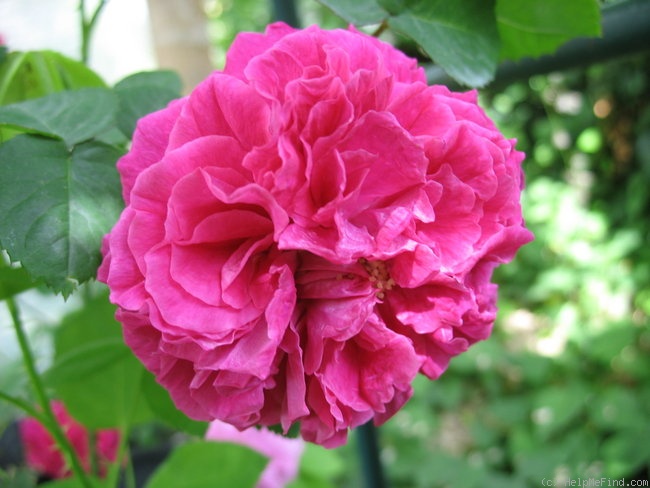 'Madame Jeannine Joubert' rose photo