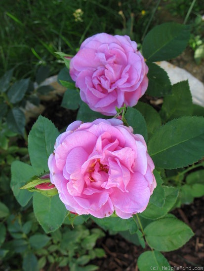 'Rose Edouard' rose photo