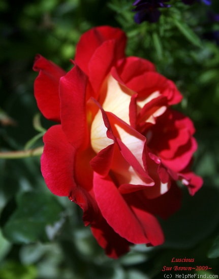 'Luscious (hybrid tea, Perry 2003)' rose photo