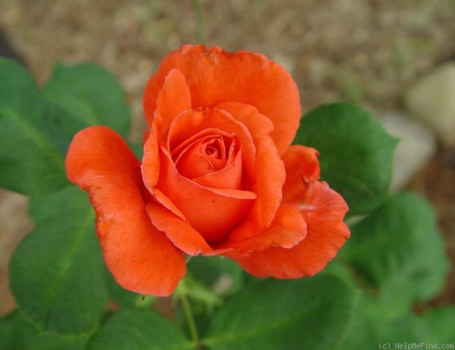 'Red Tropicana' rose photo