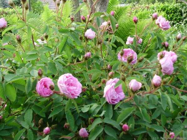 'René d'Anjou (perpetual moss, Robert, 1853)' rose, click to enlarge 'René d'Anjou (perpetual moss, Robert, 1853)' rose photo