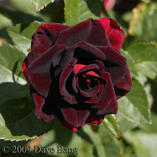 'Black Beauty '99' rose photo