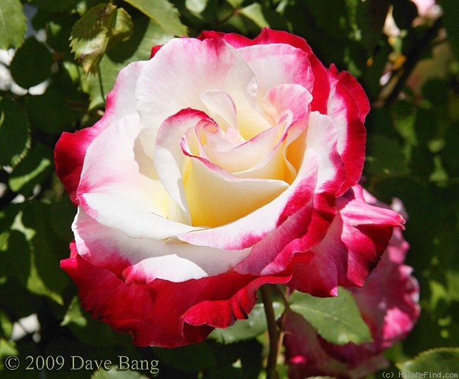 'Double Delight ®' rose photo