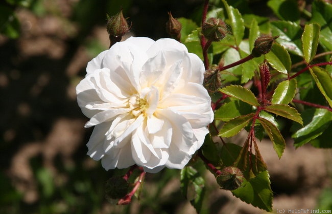 'Ernst Grandpierre' rose, click to enlarge 'Ernst Grandpierre' rose photo