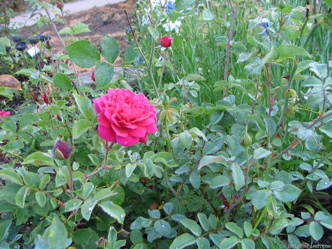 'Splendora' rose photo
