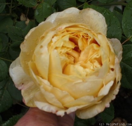 'Charles Darwin ® (English Rose, Austin, 1991/2001)' rose photo