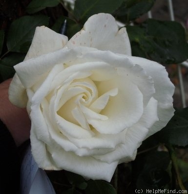 'Paul's Lemon Pillar' rose photo