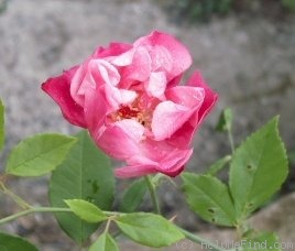 'Red Smith's Parish' rose photo
