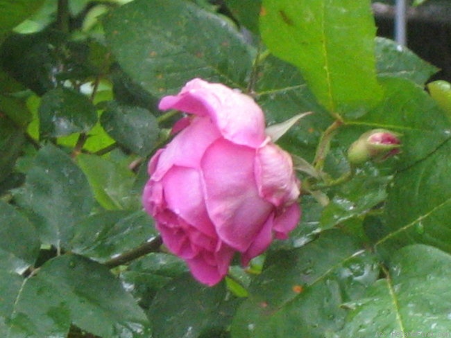 'Reine Maria Pia' rose photo