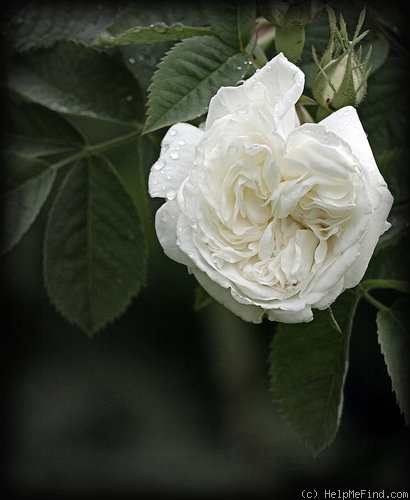 'Madame Plantier (alba hybrid, Plantier, 1835)' rose photo