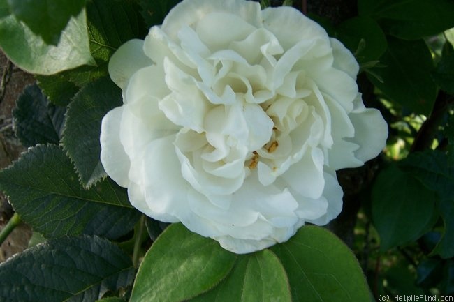 'Blanc Pur' rose photo