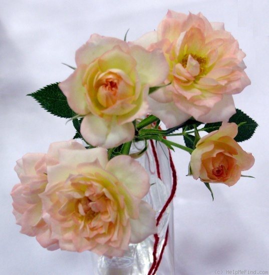 'Avandel' rose photo