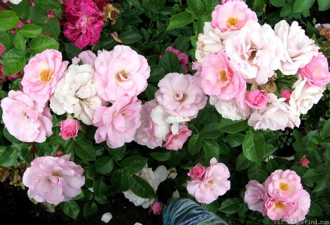 'Kimberlina ™' rose photo