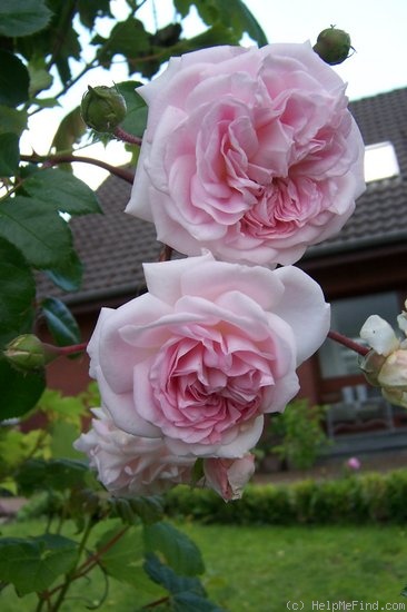 'Weetwood' rose photo