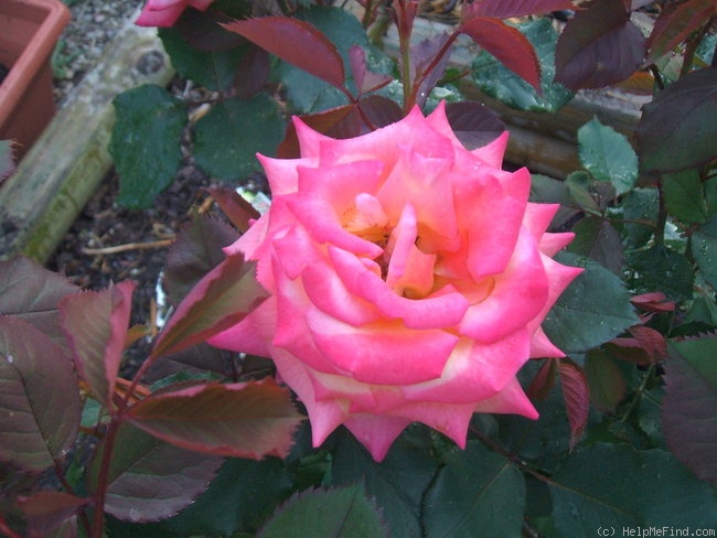 'Dream Come True ™ (grandiflora, Pottschmidt, 2006)' rose, click to enlarge 'Dream Come True ™ (grandiflora, Pottschmidt, 2006)' rose photo