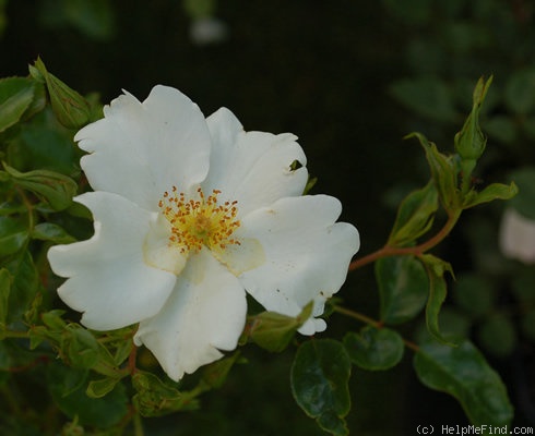 'Anita Pereire ®' rose photo