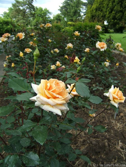 'Chamois Doré' rose photo