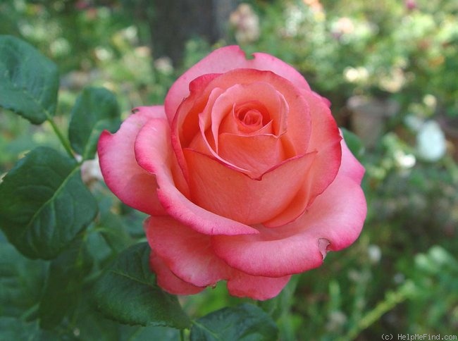 'Sandra (florists rose, Kordes, 2002)' rose photo
