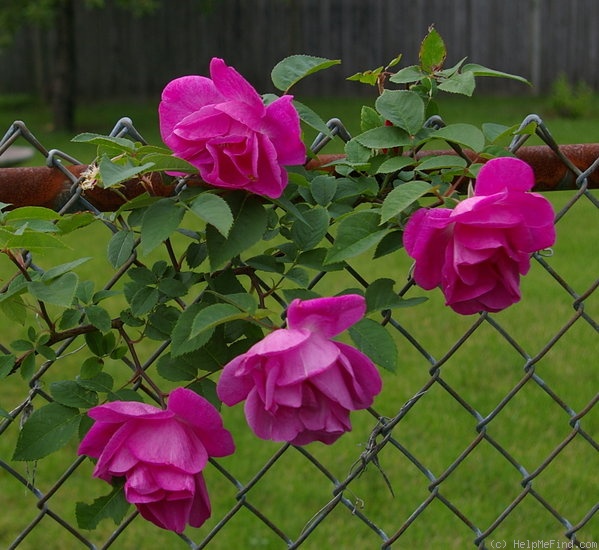 'Lowe's Eglantine' rose photo