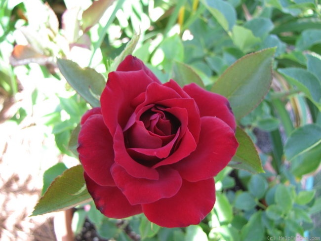 'Shenandoah (Mini-flora, Bridges 2006)' rose photo