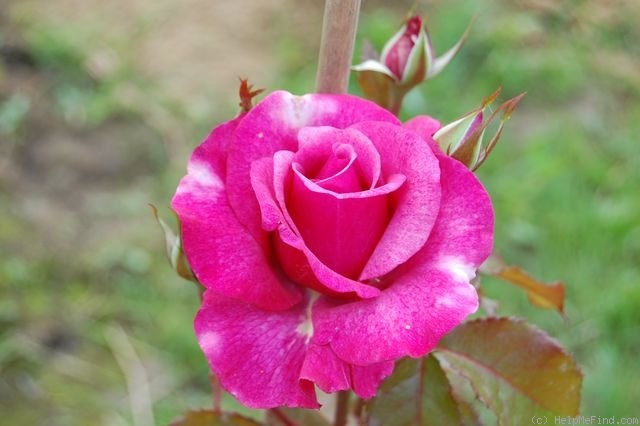 'Barbra Streisand ®' rose photo